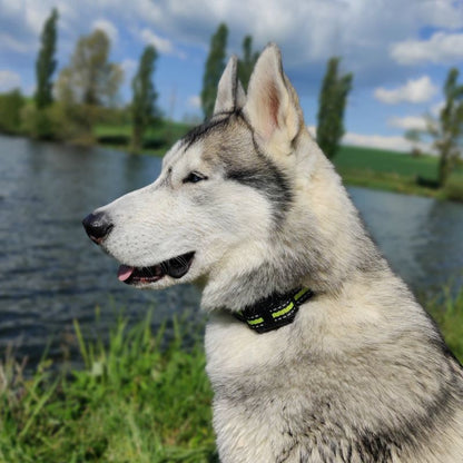 Collier Anti Fugue Sans Fil