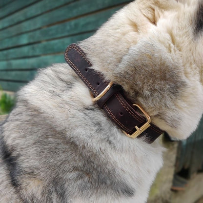 Collier en Cuir pour Chien