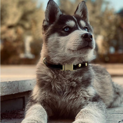 Collier Cuir Chien