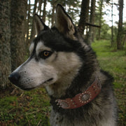Collier Cuir Chien