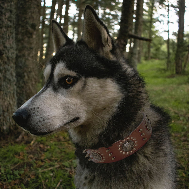 Collier Cuir Chien