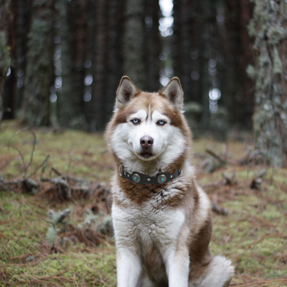Collier Chien Cuir