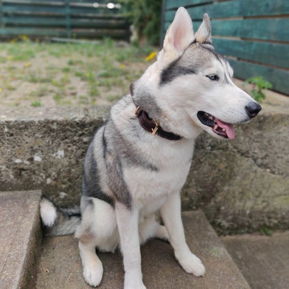 Collier Cuir Chien