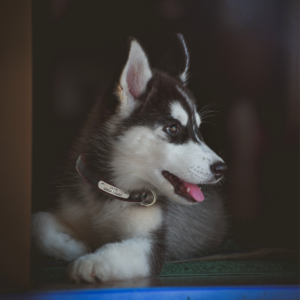 Collier en Cuir Chien