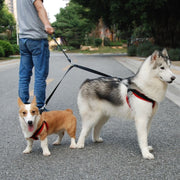 Laisse Chien