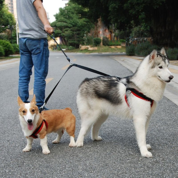 Laisse Chien