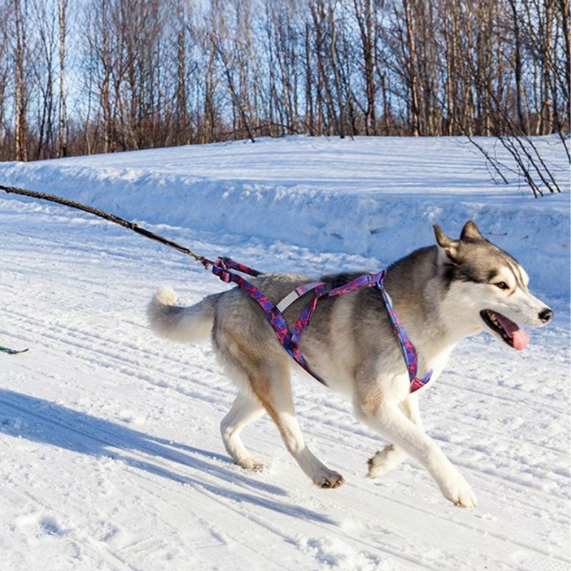 Harnais pour Sport de Traction