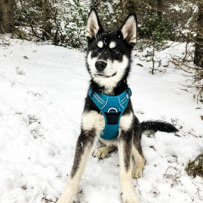 Harnais True Love Chien