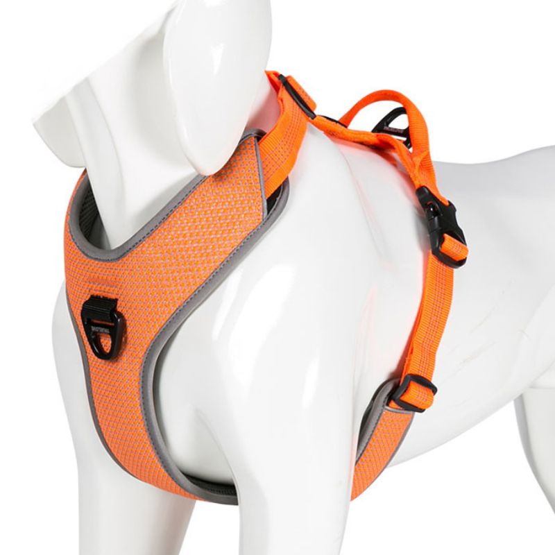 Harnais True Love Chien