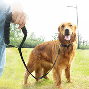 Longe pour Chien