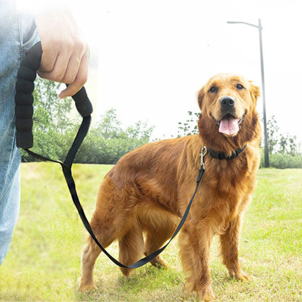 Longe pour Chien